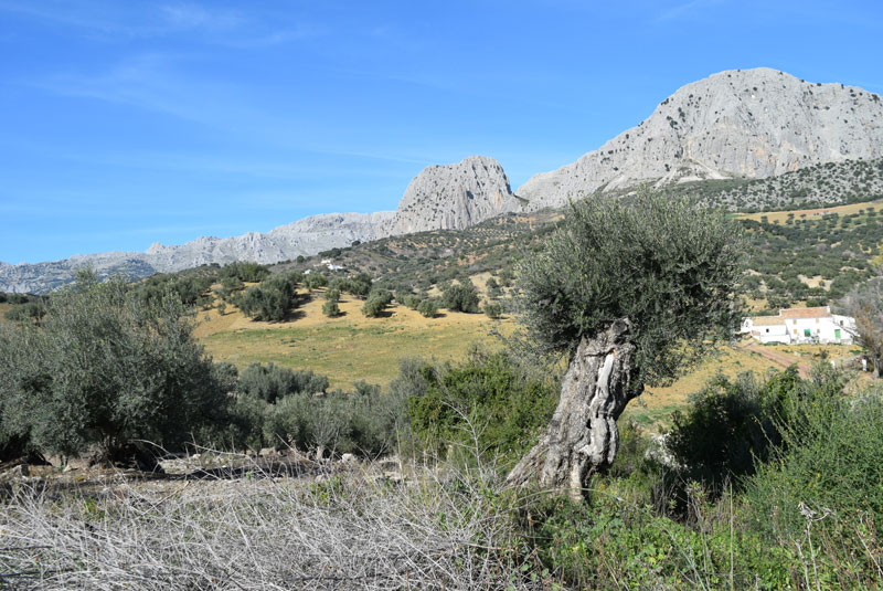Limestone outcrops 